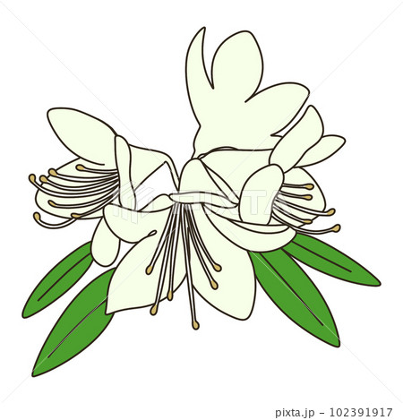 ヒカゲツツジ 102391917