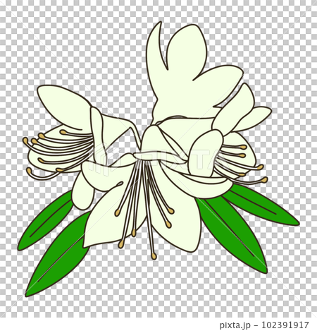 ヒカゲツツジ 102391917