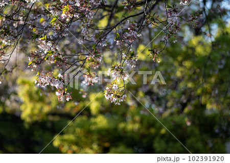 葉桜 葉桜 102391920