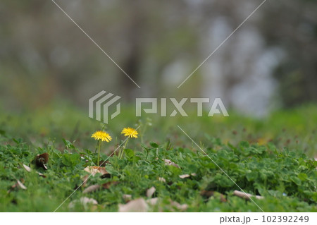 タンポポの花二輪 102392249