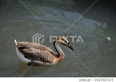 カリガネ カリガネ 102392323