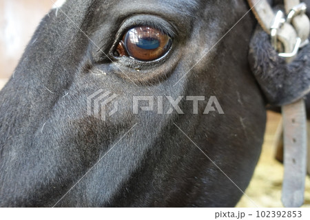 サラブレッドの大きく美しい瞳 眼差し サラブレッドの大きく美しい瞳 眼差し 102392853