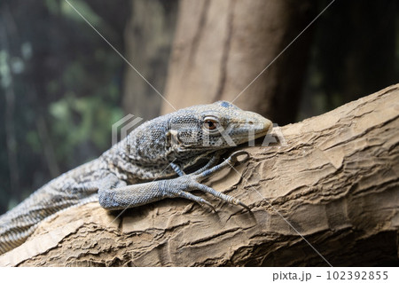 トカゲ 102392855