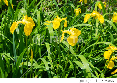 あやめ　菖蒲　黄色 102393033