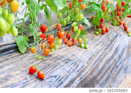 トマト農家のビニールハウス 102393063