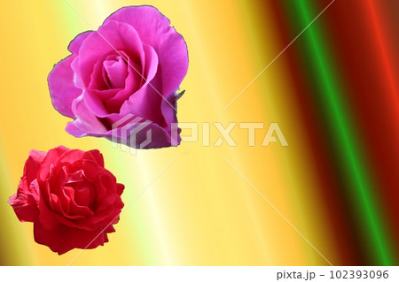 しっとりと赤いバラ しっとりと赤いバラ 102393096