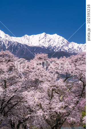 《長野県》長野県大町市の春の風景・満開の桜と北アルプス 102393216