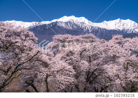 《長野県》長野県大町市の春の風景・満開の桜と北アルプス 《長野県》長野県大町市の春の風景・満開の桜と北アルプス 102393218