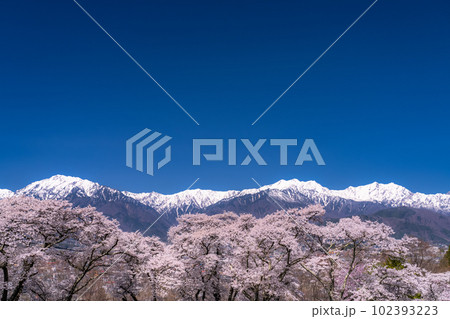 《長野県》長野県大町市の春の風景・満開の桜と北アルプス 《長野県》長野県大町市の春の風景・満開の桜と北アルプス 102393223