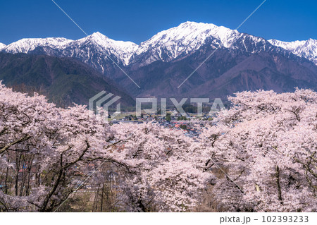 《長野県》長野県大町市の春の風景・満開の桜と北アルプス 102393233