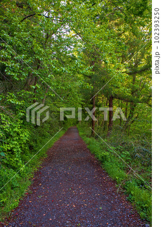 嵐山渓谷沿い　遊歩道　新緑の風景　 102393250