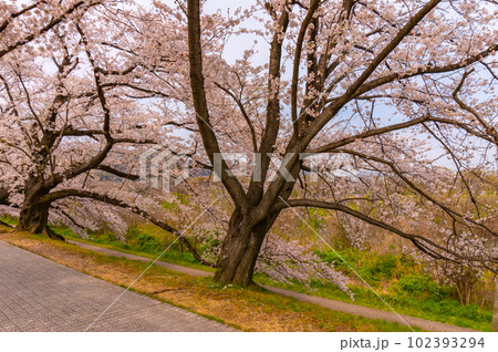【京都風景】背割堤　ソメイヨシノの圧巻大パノラマ 102393294