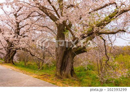 【京都風景】背割堤　ソメイヨシノの圧巻大パノラマ 102393299