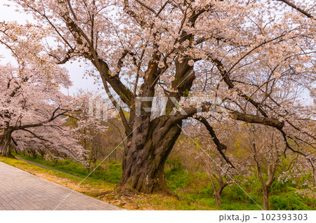 【京都風景】背割堤　ソメイヨシノの圧巻大パノラマ 102393303