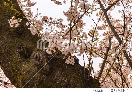 【京都風景】背割堤 ソメイヨシノの圧巻大パノラマ 【京都風景】背割堤 ソメイヨシノの圧巻大パノラマ 102393304