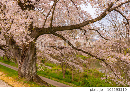 【京都風景】背割堤　ソメイヨシノの圧巻大パノラマ 102393310