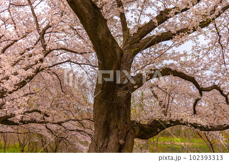 【京都風景】背割堤　ソメイヨシノの圧巻大パノラマ 102393313