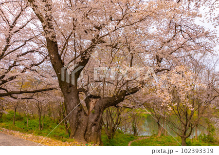 【京都風景】背割堤 ソメイヨシノの圧巻大パノラマ 【京都風景】背割堤 ソメイヨシノの圧巻大パノラマ 102393319