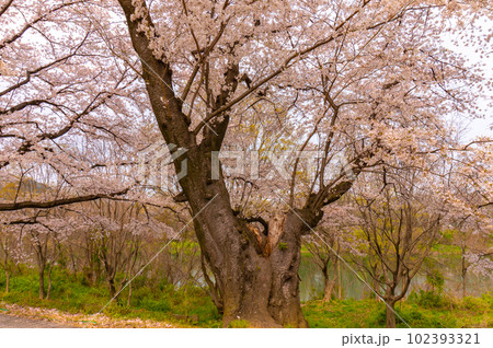 【京都風景】背割堤　ソメイヨシノの圧巻大パノラマ 102393321