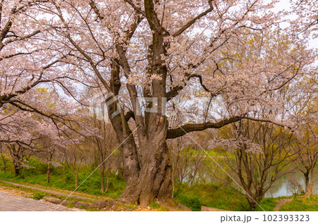 【京都風景】背割堤　ソメイヨシノの圧巻大パノラマ 102393323