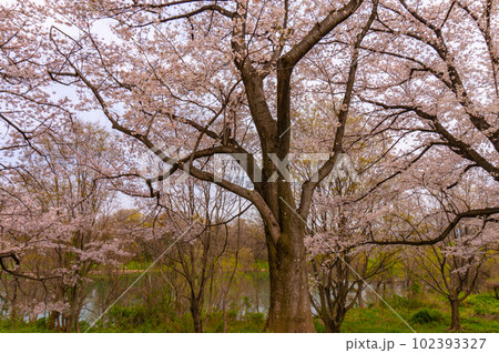 【京都風景】背割堤　ソメイヨシノの圧巻大パノラマ 102393327