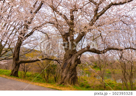 【京都風景】背割堤 ソメイヨシノの圧巻大パノラマ 【京都風景】背割堤 ソメイヨシノの圧巻大パノラマ 102393328