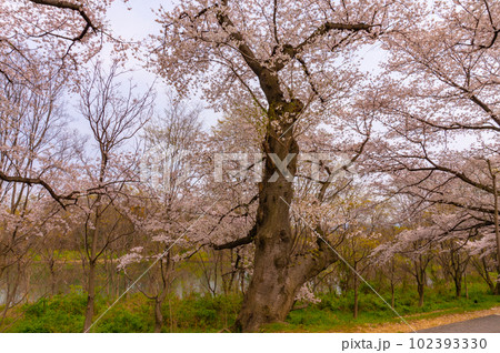 【京都風景】背割堤　ソメイヨシノの圧巻大パノラマ 102393330