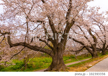 【京都風景】背割堤　ソメイヨシノの圧巻大パノラマ 102393356