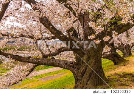 【京都風景】背割堤　ソメイヨシノの圧巻大パノラマ 102393359