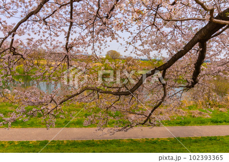 【京都風景】背割堤 ソメイヨシノの圧巻大パノラマ 【京都風景】背割堤 ソメイヨシノの圧巻大パノラマ 102393365