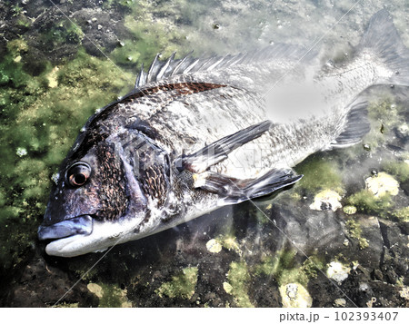 潮だまりに横たわる大型クロダイ、日光の反射を受ける幻想的なイラスト風レタッチ画像。 潮だまりに横たわる大型クロダイ、日光の反射を受ける幻想的なイラスト風レタッチ画像。 102393407