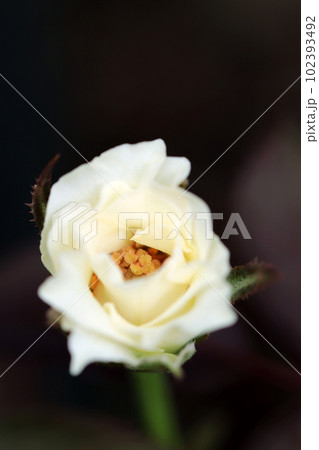 アイボリー系のノーブルなバラの花一輪（マクロレンズ使用・屋外自然光・黒い背景） 102393492