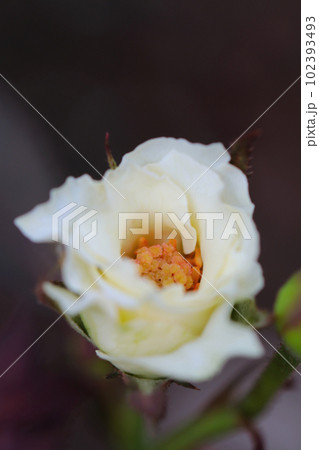 アイボリー系のノーブルなバラの花一輪（マクロレンズ使用・屋外自然光・黒い背景） 102393493