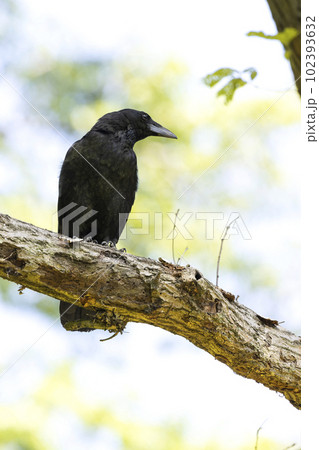 ハシボソガラス ハシボソガラス 102393632