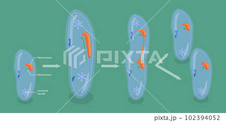 3D Isometric Flat Vector Conceptual Illustration of Asexual Reproduction In Protozoa 3D Isometric Flat Vector Conceptual Illustration of Asexual Reproduction In Protozoa 102394052