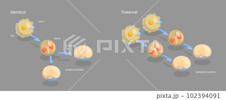 3D Isometric Flat Vector Conceptual Illustration of Monozygotic And Dizygotic Twins 102394091