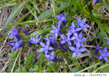 リシリリンドウ（北海道・大雪山） 102394270