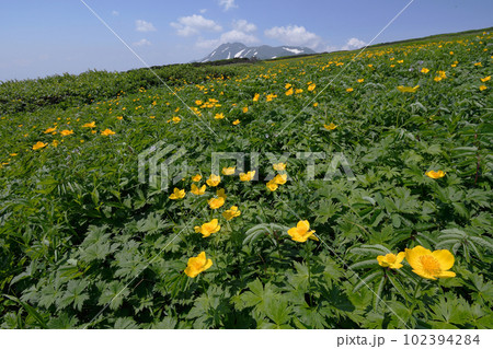 チシマノキンバイソウの群落とトムラウシ山（北海道・大雪山） 102394284