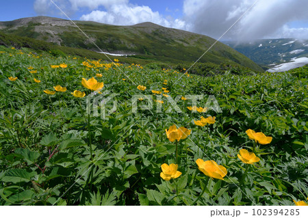 チシマノキンバイソウの群落と緑岳（北海道・大雪山） 102394285