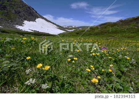 ミヤマキンバイの群落(北海道・大雪山) ミヤマキンバイの群落(北海道・大雪山) 102394315