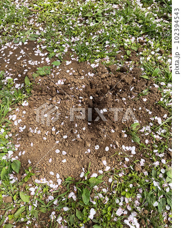 桜の花びらとモグラの穴 102394543