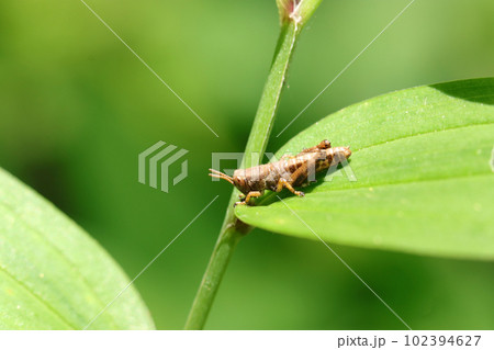 大きな青葉の上に若齢幼体のフキバッタ（マクロレンズ使用・屋外自然光・接写写真） 102394627