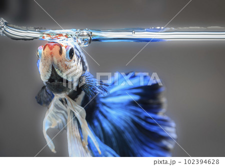 Siamese fighting fish,Betta splendens,blue betta on the background blur.. Siamese fighting fish,Betta splendens,blue betta on the background blur.. 102394628