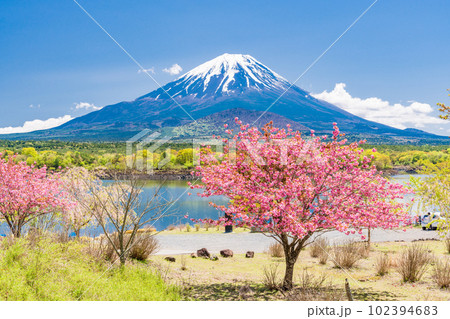 (山梨県)八重桜が咲いた精進湖の湖畔から望む富士山 (山梨県)八重桜が咲いた精進湖の湖畔から望む富士山 102394683