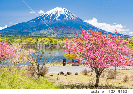 (山梨県)八重桜が咲いた精進湖の湖畔から望む富士山 (山梨県)八重桜が咲いた精進湖の湖畔から望む富士山 102394685