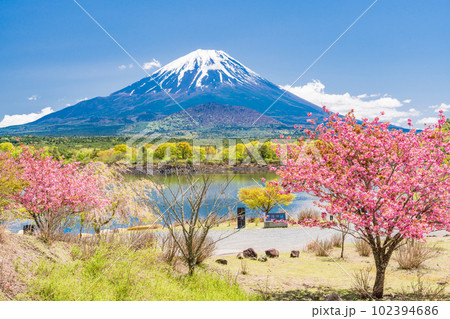 (山梨県)八重桜が咲いた精進湖の湖畔から望む富士山 (山梨県)八重桜が咲いた精進湖の湖畔から望む富士山 102394686
