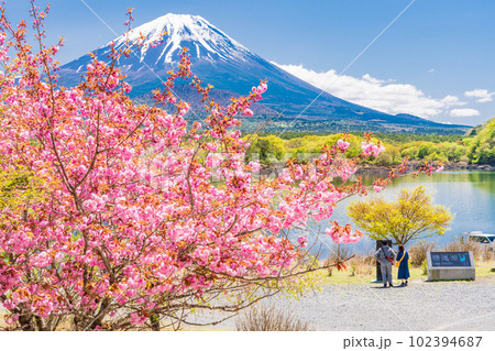 (山梨県)八重桜が咲いた精進湖の湖畔から望む富士山 (山梨県)八重桜が咲いた精進湖の湖畔から望む富士山 102394687