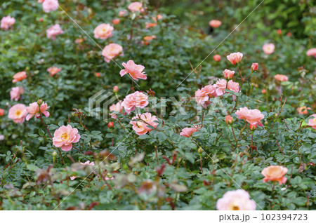 殿堂入りのバラ ‘ノックアウト’ 殿堂入りのバラ ‘ノックアウト’ 102394723