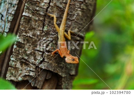 asia chameleon on tree 102394780