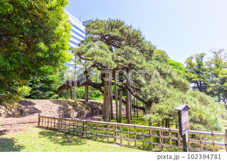 浜離宮恩賜庭園の三百年の松 浜離宮恩賜庭園の三百年の松 102394781